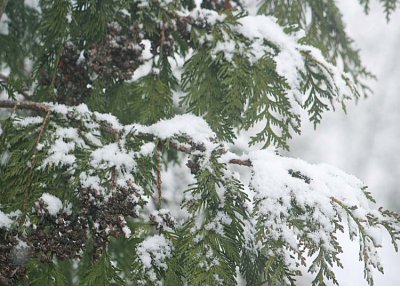 snow falling on cedar