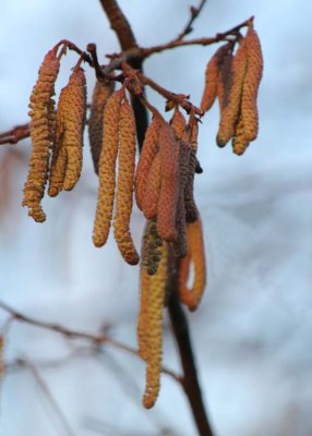 catkins