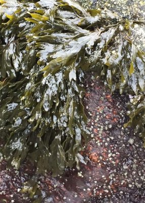 seaweed tresses