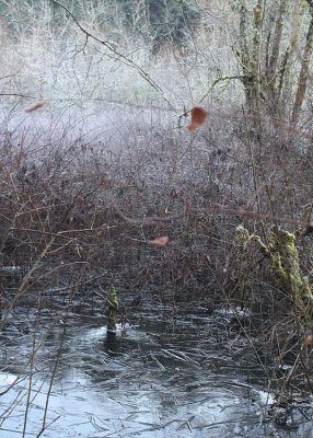 09 frost, ice in wetlands