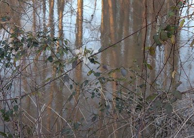 brambles and reflections