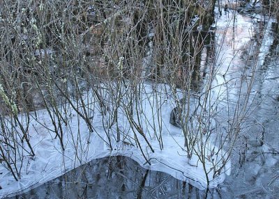 18 ice island willows