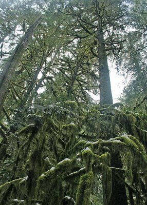 74 moss creatures bow to the very tall tree