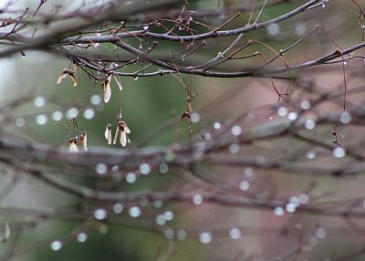 maple seeds, raindrops