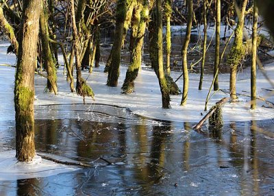A winter wetland