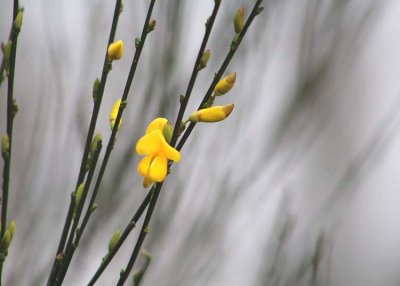 january scotch broom