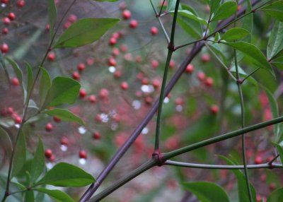 stems, leaves, berries