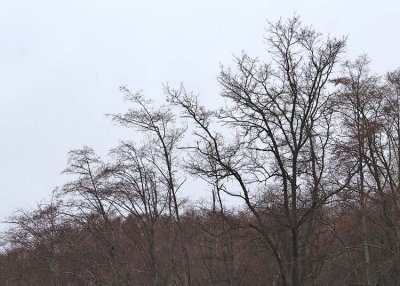 3 winter skyline