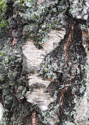 7 old birch trunk