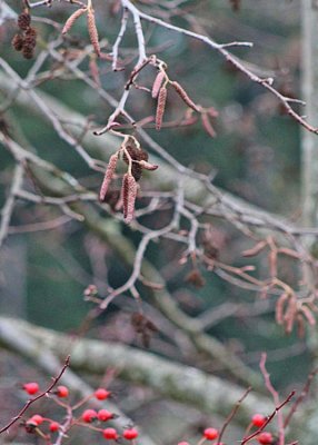 8 catkins, rosehips