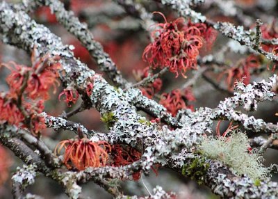 10 lichen and moss on witch hazel branches