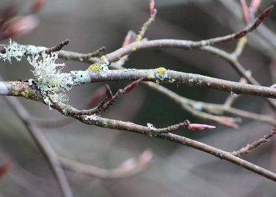 16 twigs lichen shoots
