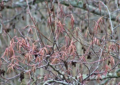 22 catkins and cones