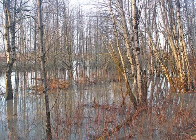 A Woodland Flood