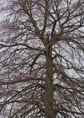 many branches of a winter tree