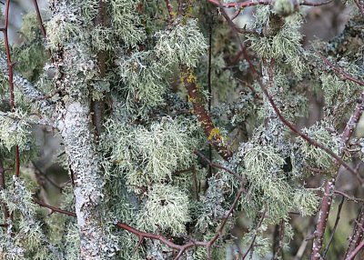 lichen branches