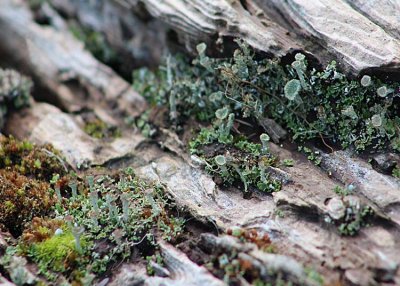 14 pixie cup lichens