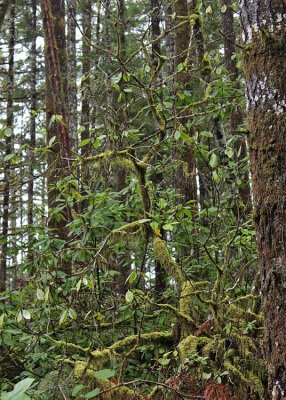 19 mossy wild rhody