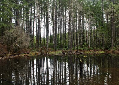 23 february beaver pond