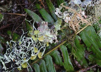 62 lichens and fern