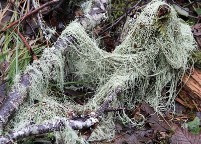 64 a skein of usnea