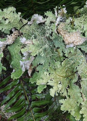 71 lichens and fern