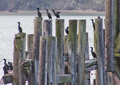 11 cormorants awaiting sunset