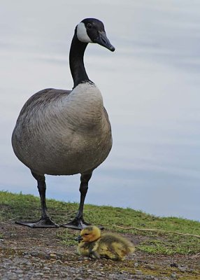 34 mom will watch over this little one
