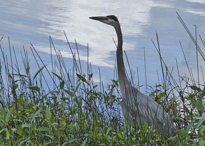 blue heron at wapato lake