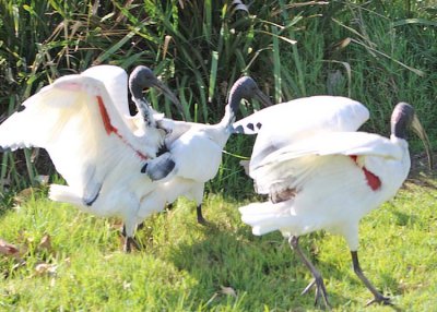 2. ibises aflutter