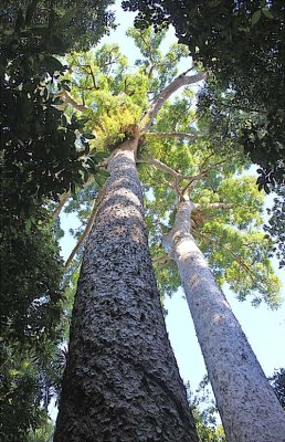 Australia, Trees and Plants 2016