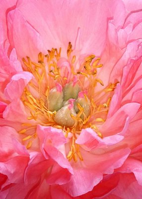 29 peony