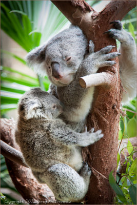 Koala Momma.jpg