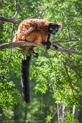 RedRuffed_Lemur.jpg
