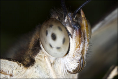 Butterfly portrait