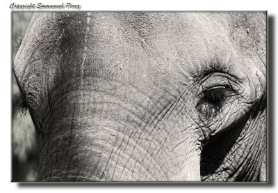 Elephant eyes