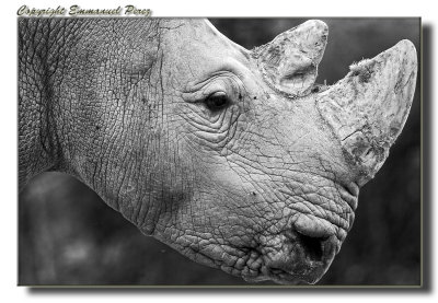 White Rhino Portrait