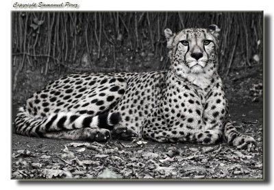 Gupard