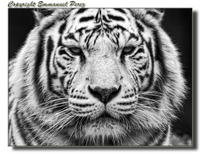 White Tiger Portrait