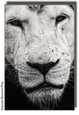 White Lion Portrait