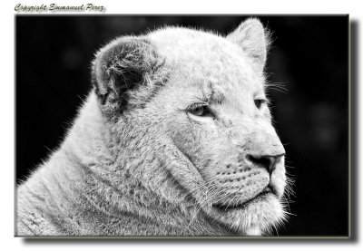 White Lion Female