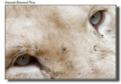 White Lion Eyes