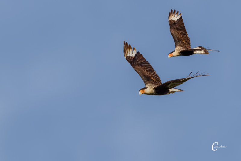 Caracara Caracara-7648.jpg