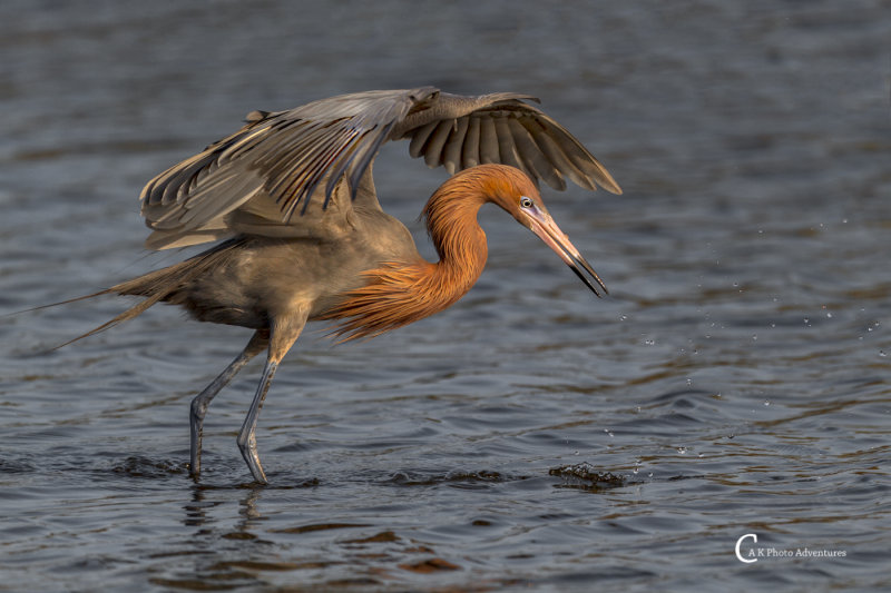 Reddish Egret-4593.jpg