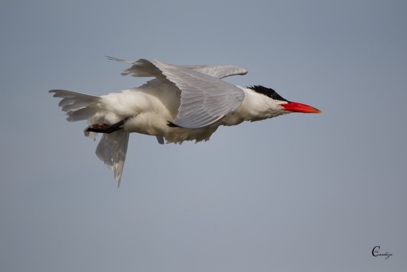 Twisted Tern-7103.jpg