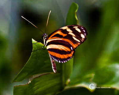 Butterflies-3895.jpg