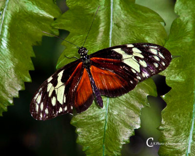 Butterflies-3936.jpg