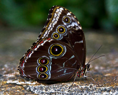 Butterflies-7713.jpg