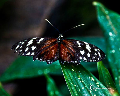Butterflies-7714.jpg