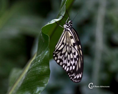 Butterflies-7745.jpg